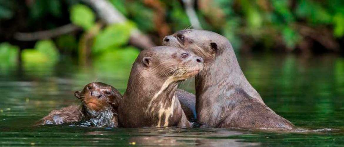 Magic Peru Tours 12 days. Lima, Cusco, Machu Picchu, Nazca, Paracas, Iquitos