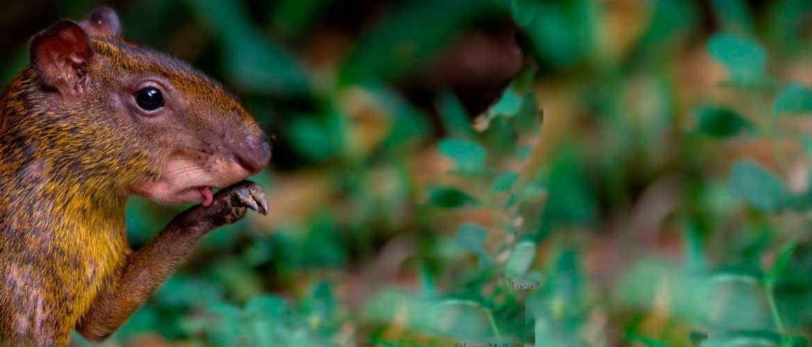 Posada Amazonas Private Tour 3 days with multiple Amazon Activities