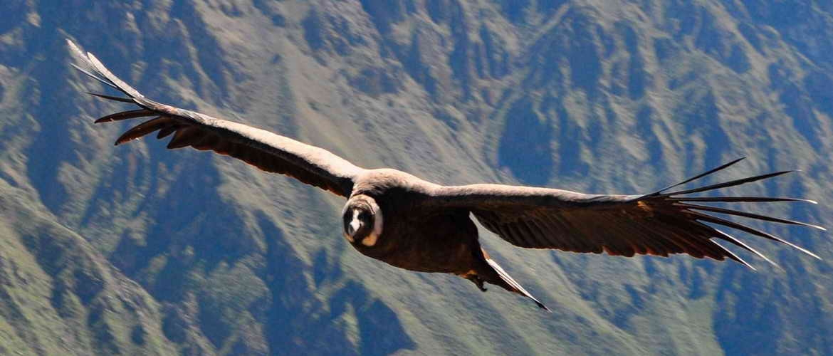 Arequipa Tour: Majes, Toro Muerto, Valle de los Volcanes anda Colca Canyon in 6 days