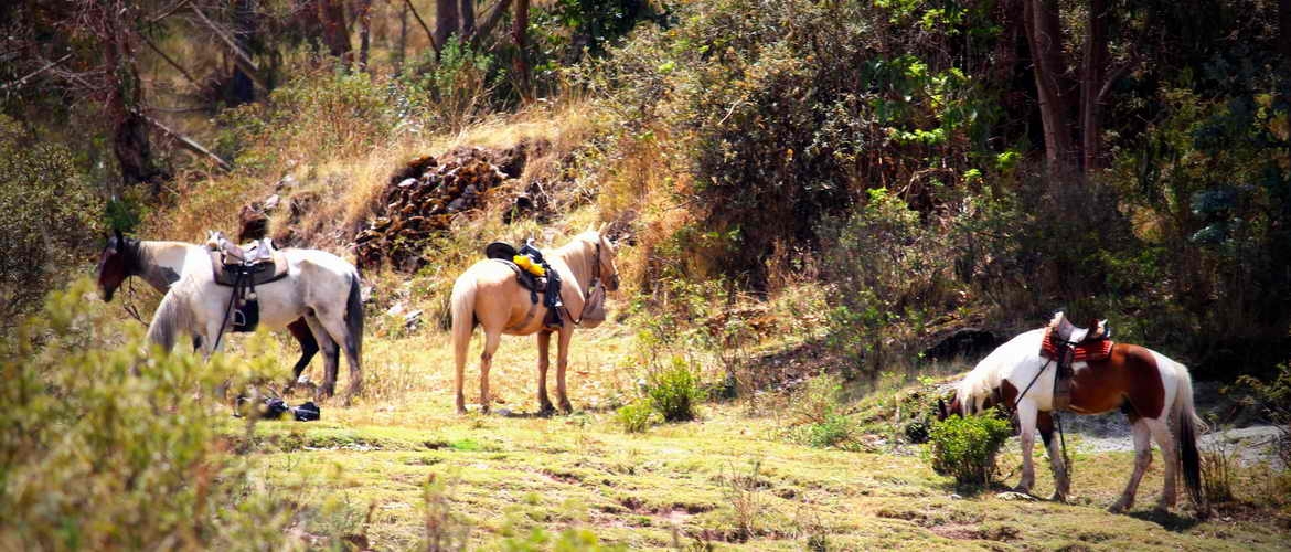 Horseback or biking to Maras & Moray. Full Day Private Tour