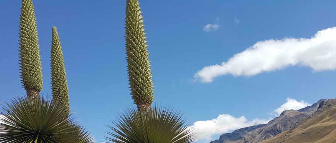 Full day private tour in Puno with Quechua Route. Lampa, Tarucani, Tinajani and Pucara