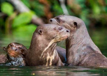 Magic Peru Tours 12 days. Lima, Cusco, Machu Picchu, Nazca, Paracas, Iquitos