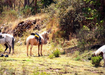 Horseback or biking to Maras & Moray. Full Day Private Tour